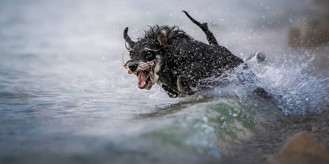 Секреты счастья: собаки, вода и камера. Лучшие фото ушедшего лета 2025