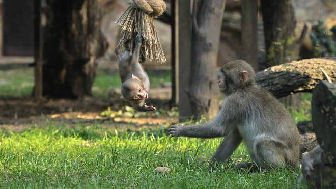 Фото: Ленинградский зоопарк