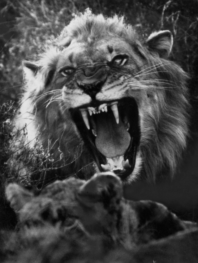 Фотограф Дик Вольфф