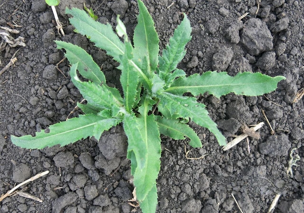 Их нужно полоть маленькими