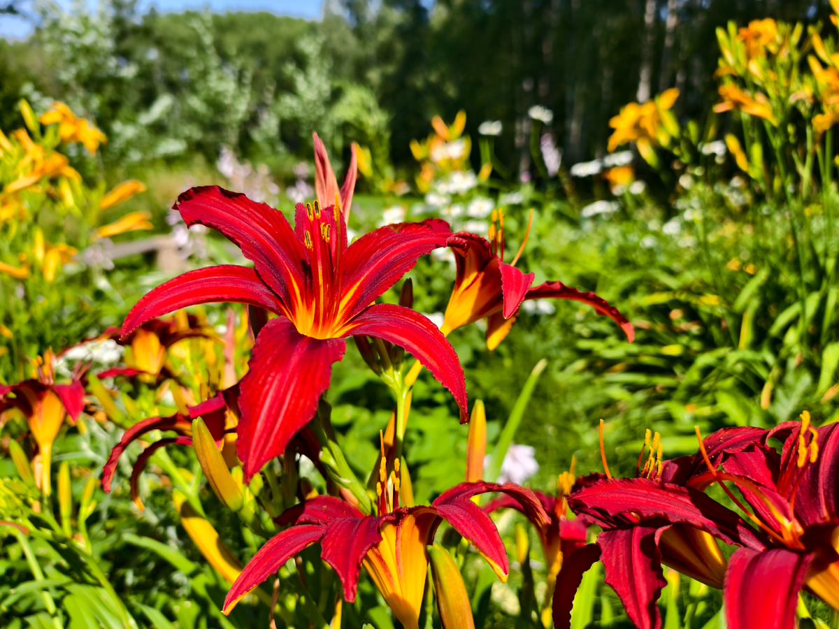 Краски лета