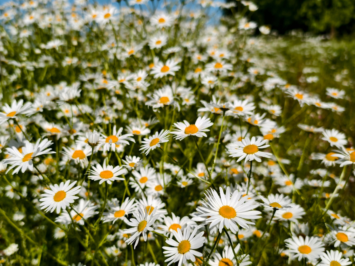 Краски лета 