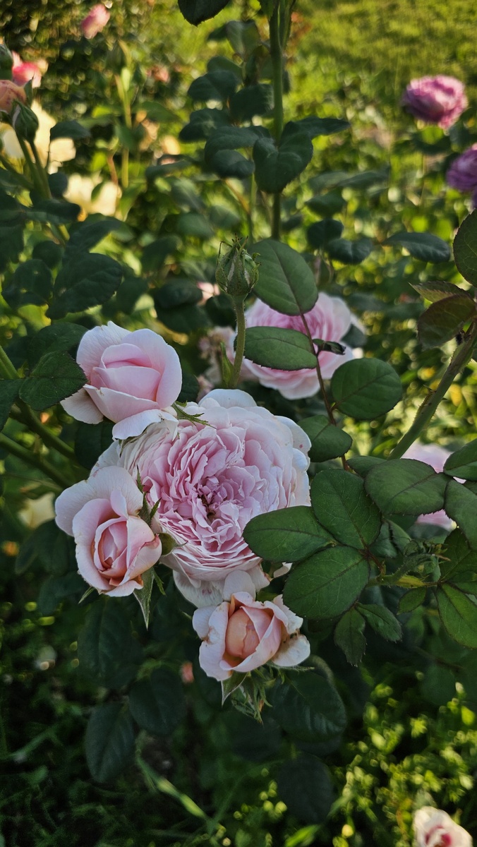 Queen of Sweden летом