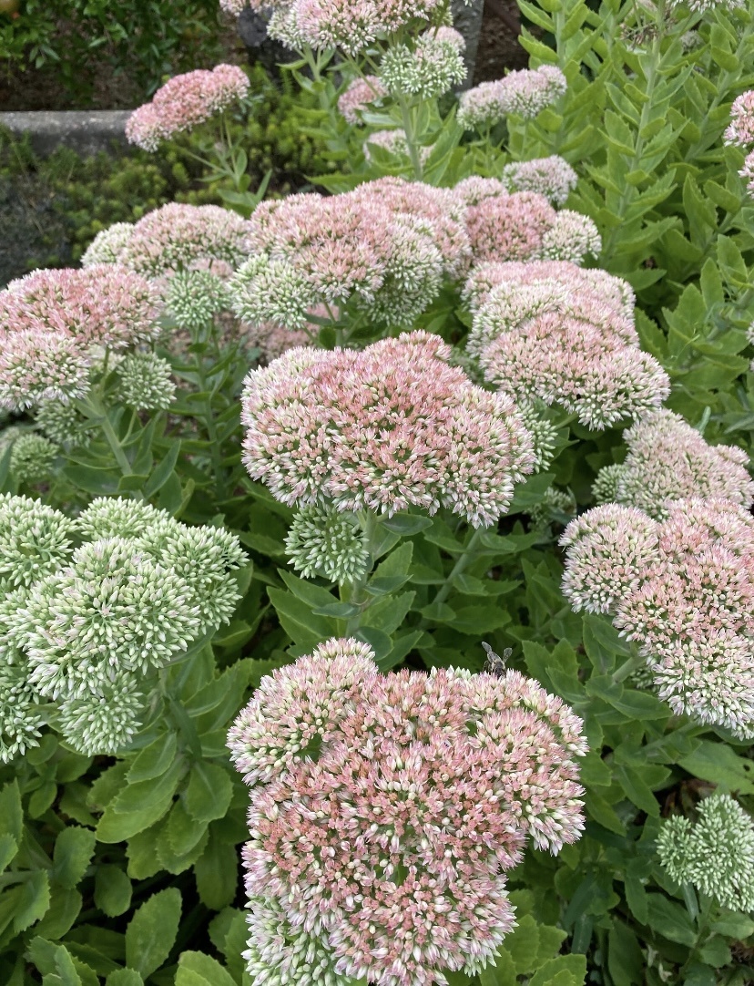 Фото моё, такими очитки были в благоприятном сезоне 23.