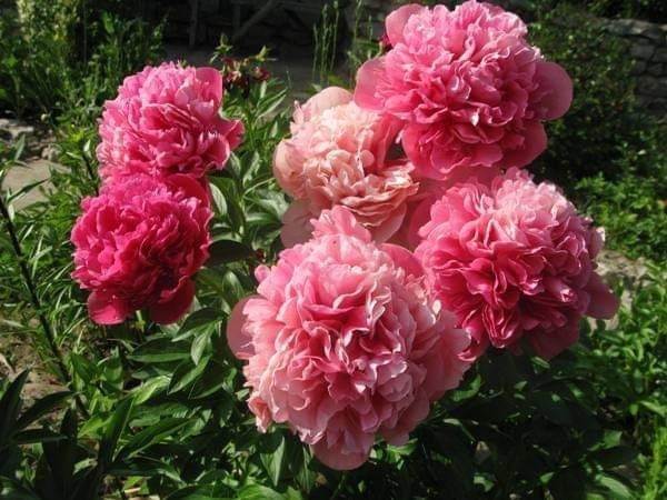 Glowing Raspberry Rose 