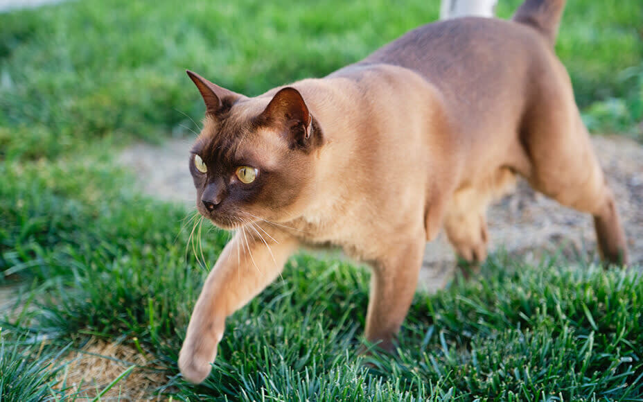 Бурманская кошка – среднего размера, с крепким, но изящным и мускулистым телосложением, что придает ей грациозность и ловкость.
