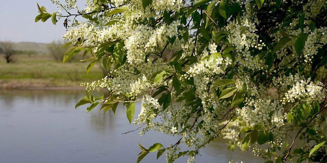 Однажды черемуховой весной…