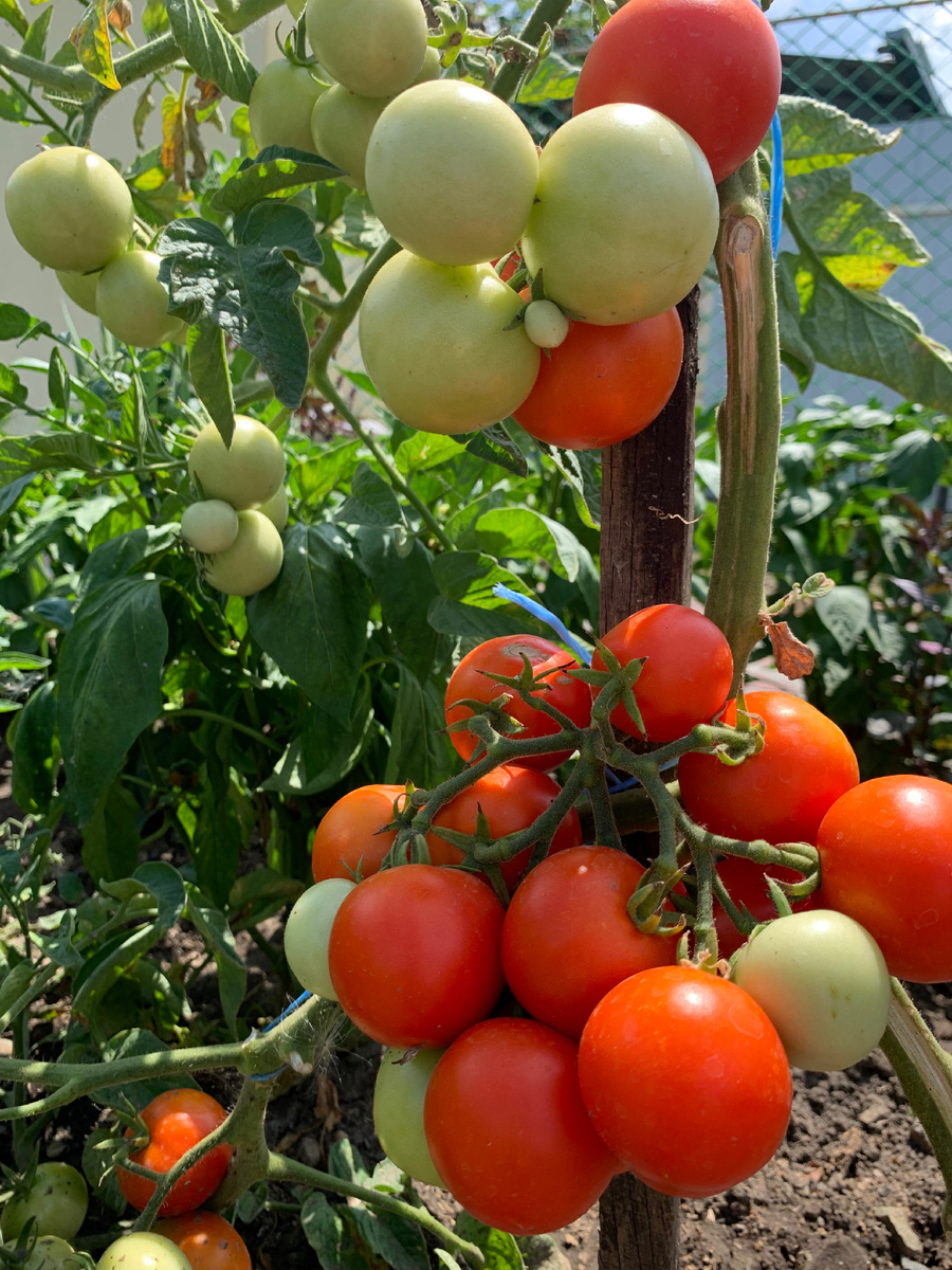 Середина июля, «Саня» вовсю плодоносит. Небольшие, упругие помидорчики собраны в красивые гроздья. В одной такой кисти я насчитала от 16 до 20 плодов. 