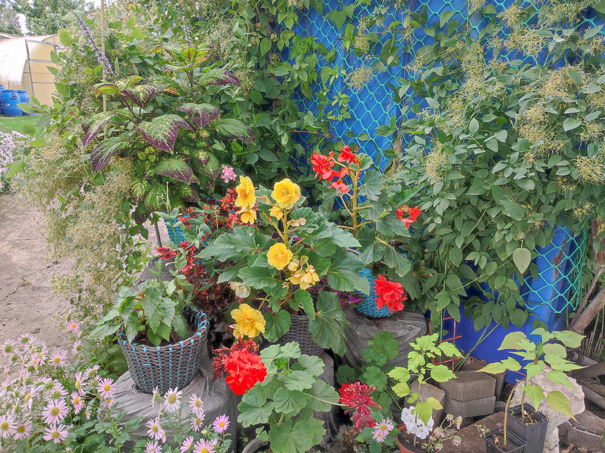 Уголок цветов в горшках, бегонии красотки. Фото автора.