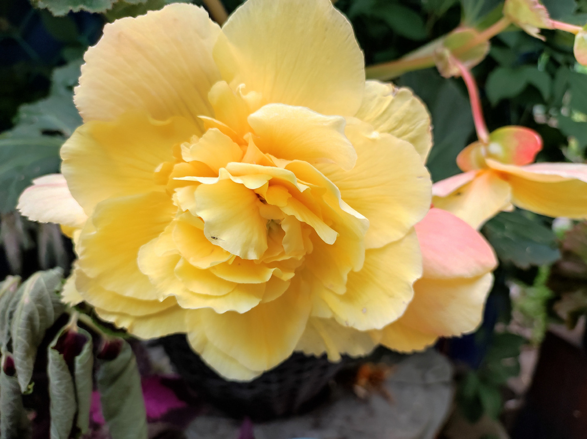 Жёлтая бегония. Фото автора.