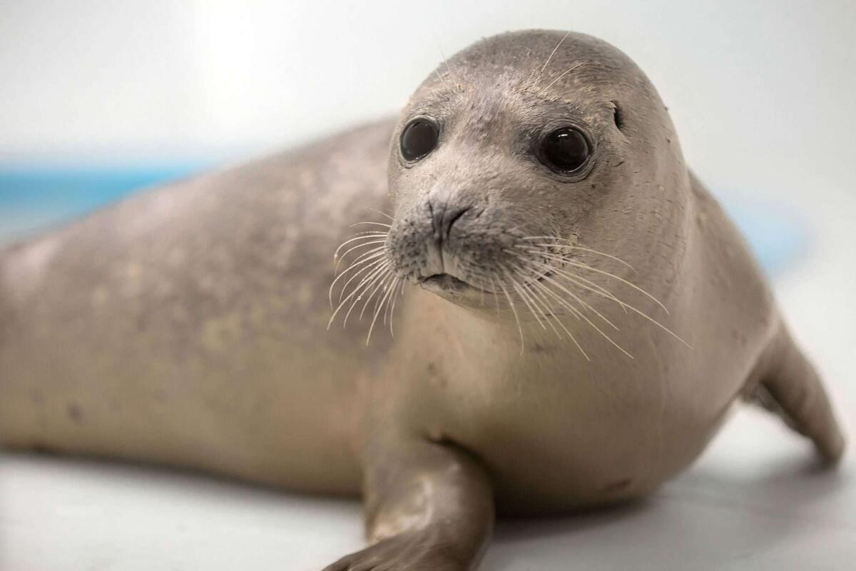 Фото с сайта: https://people.com/pets/harbor-seal-marmalade-rescued-maryland-beach-animal-care-rescue-center-video/
