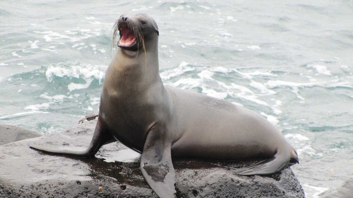 Фото с сайта: https://segredosdomundo.r7.com/leao-marinho/?amp