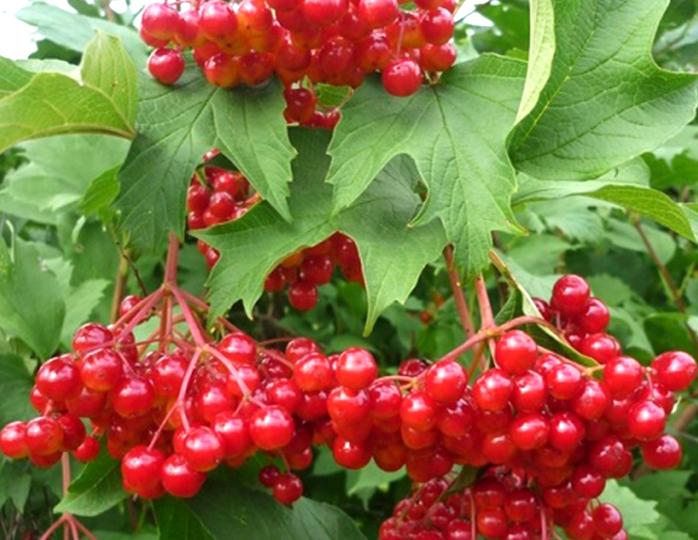 Калина обыкновенная и её невероятные свойства