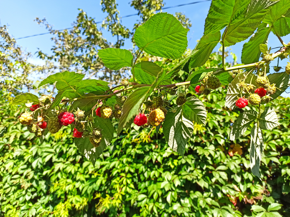 Фото автора. 