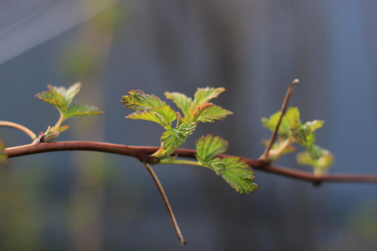    Фото: по лицензии CC0 Pxhere.com