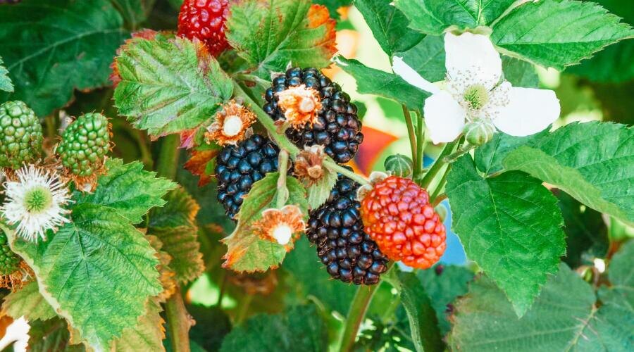    Чем полезны листья ежевики? Фото: Kindel Media, pexels.com