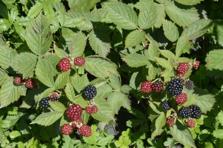    Фото: Nadine Eggenberger on Unsplash