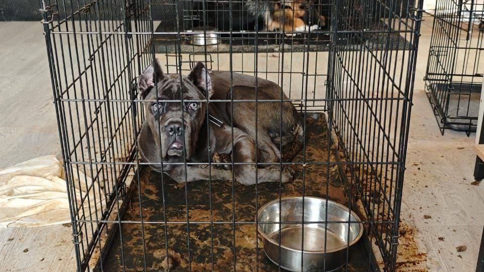 Ад за деньги и надзиратели вместо кинологов: Чёрная передержка в Подмосковье