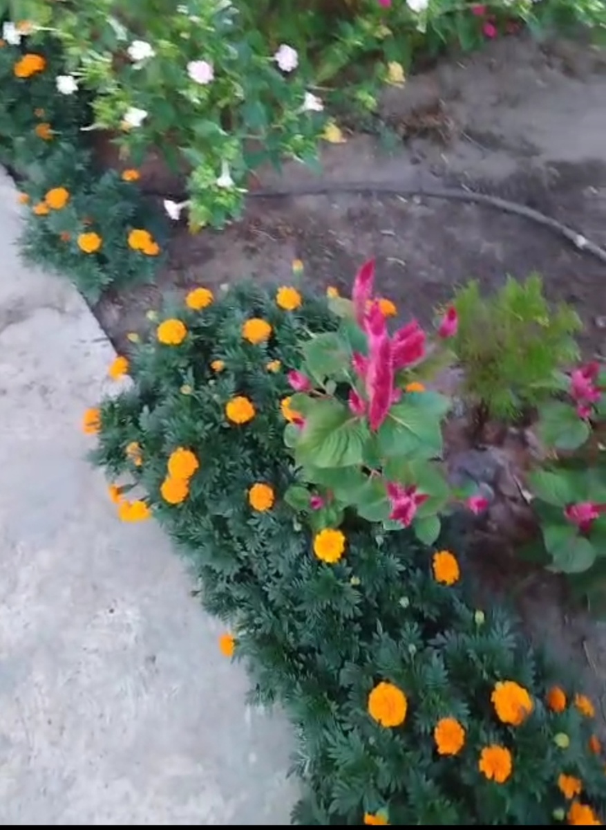 Бархатцы и петушки.