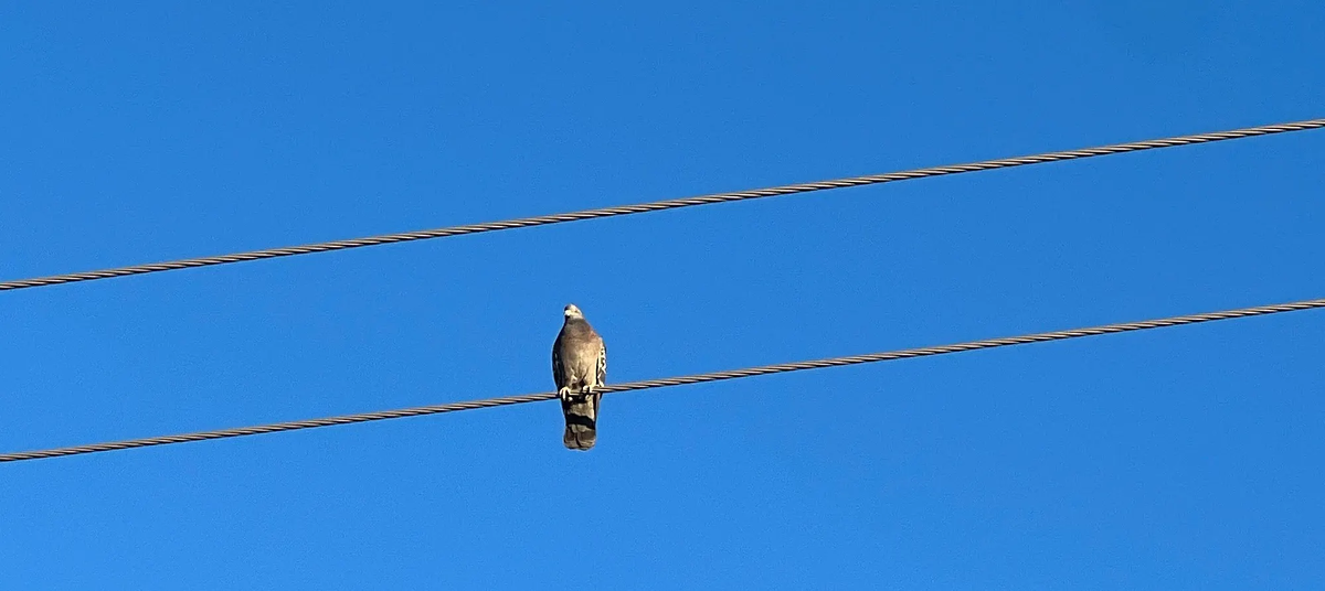 Фото: Ретт Аллейн. Да. Это птица. Она на проводе.