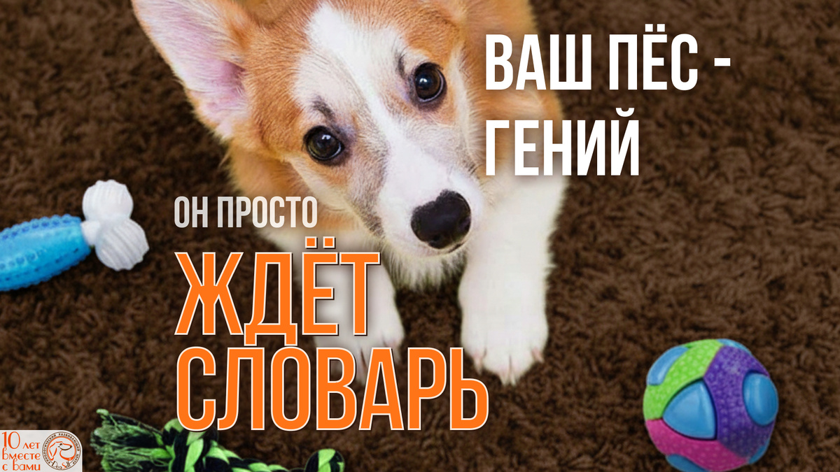 «Так, и что ты от меня хочешь, двуногий? Всё выглядит весело» | Щенок корги в замешательстве смотрит на разные игрушки, разложенные хозяином | Изображение: DogSelf