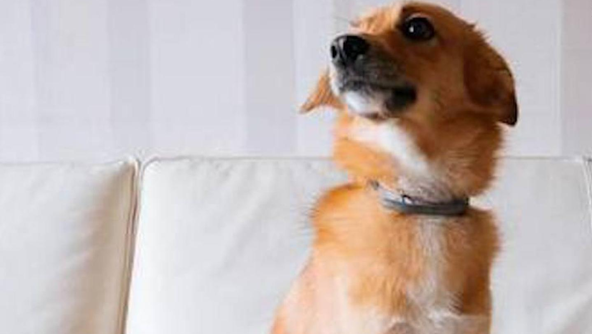    Буся. Фото: Mash