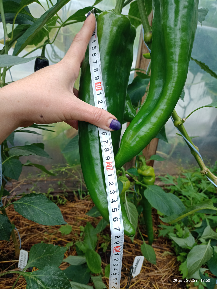 Это мы с подружкой перцами мерялись)))