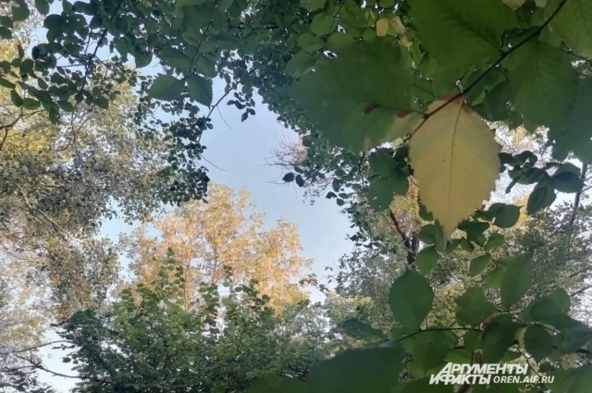    Похолодание и ветер: какая погода будет в Хабаровске и крае 16 сентября