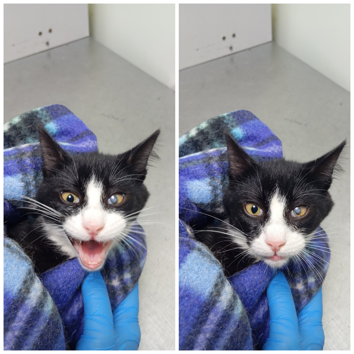 Сирокуса нашли на улице.