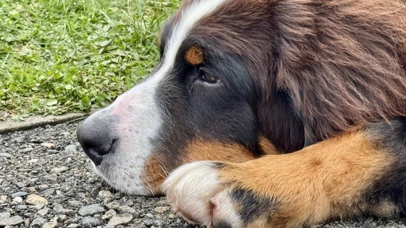     Выставка собак всех пород «Азия Осень 2025» Федор Позников