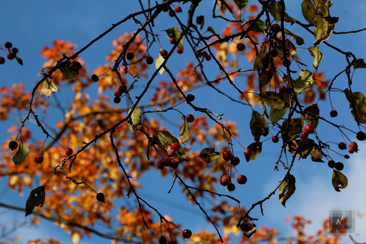    Осень / Источник: Наталья Стрельцова © ИА REGNUM