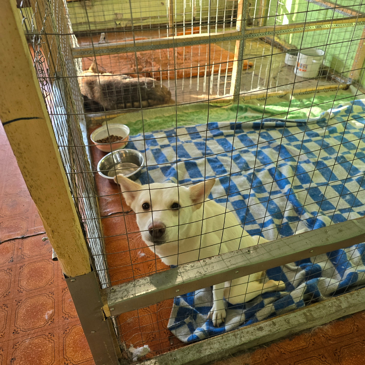 Белоснежный малыш смотрит с надеждой сквозь решётку