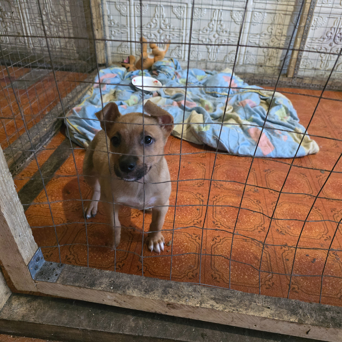 Щенок с любопытным взглядом у мягкого одеяла