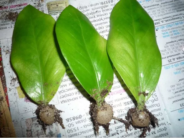 Укореняем Замиокулькас