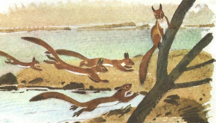 белки бегут к дамбе