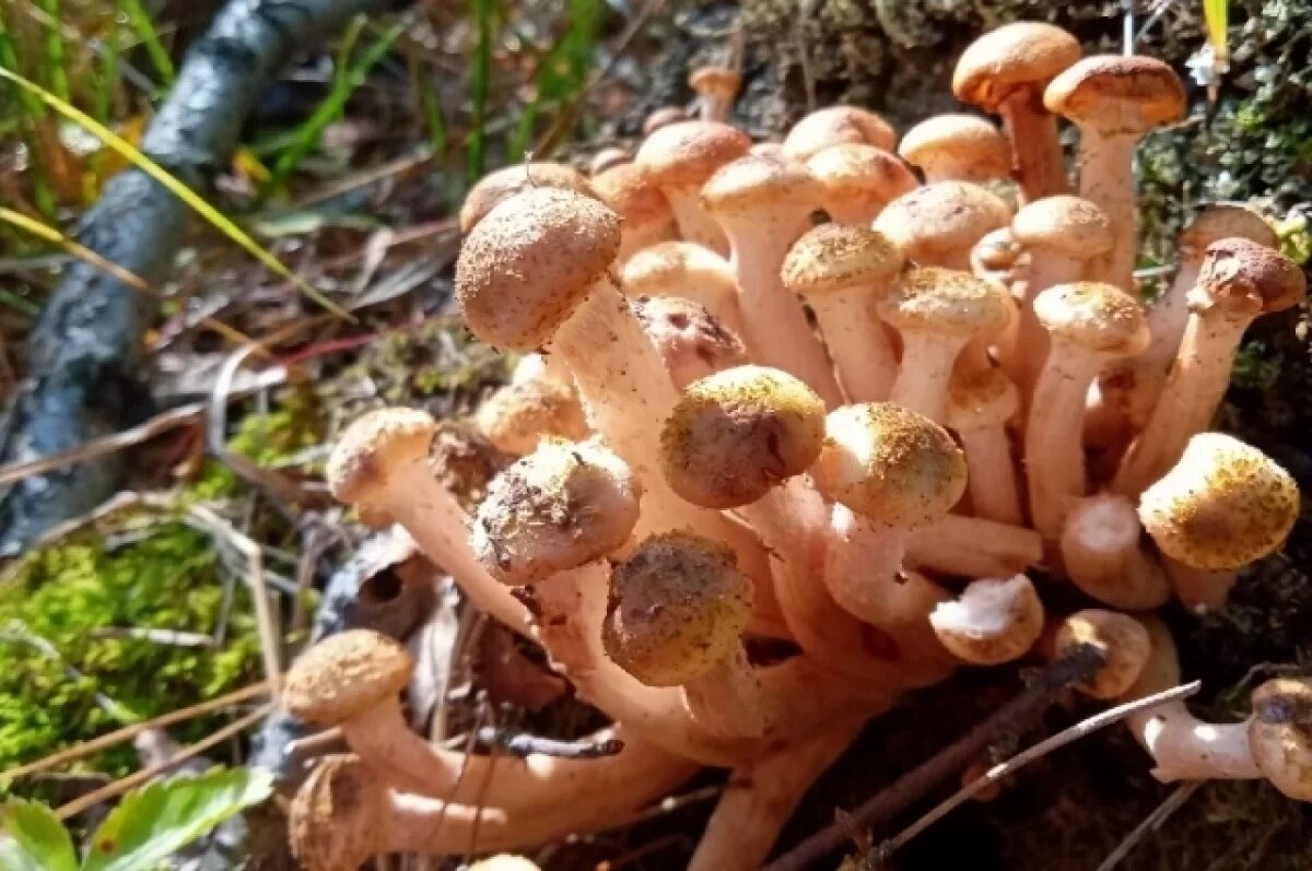    Миколог Дьяков: мощнейшая волна осенних опят пришла в Подмосковье