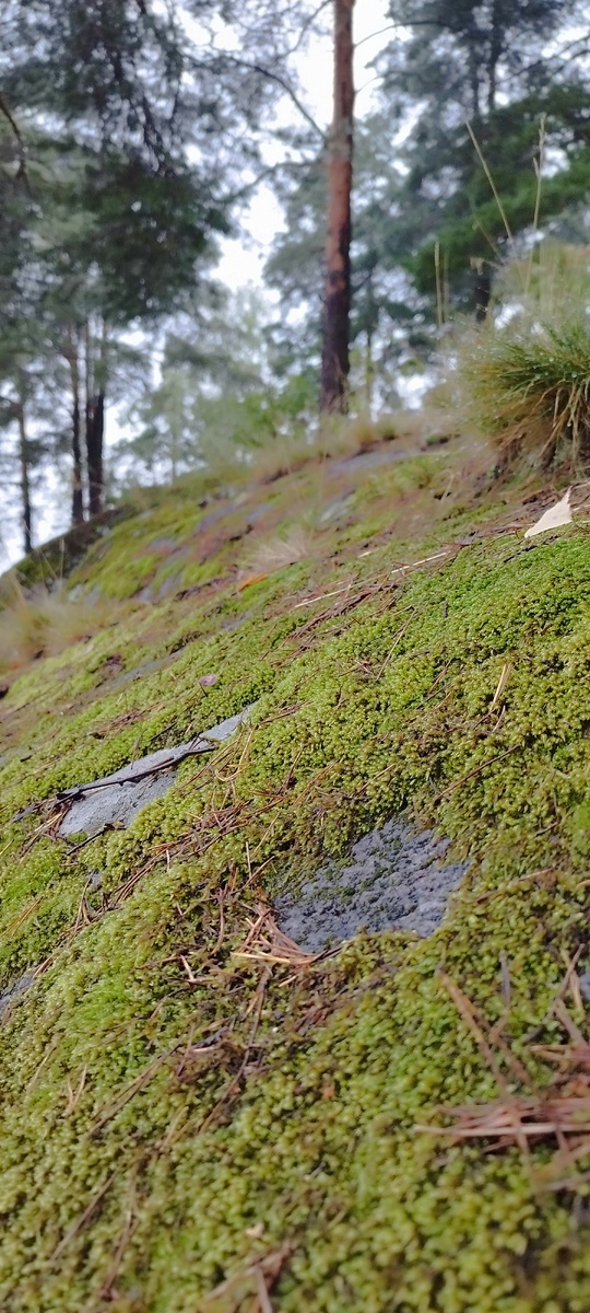 на Каменистом острове