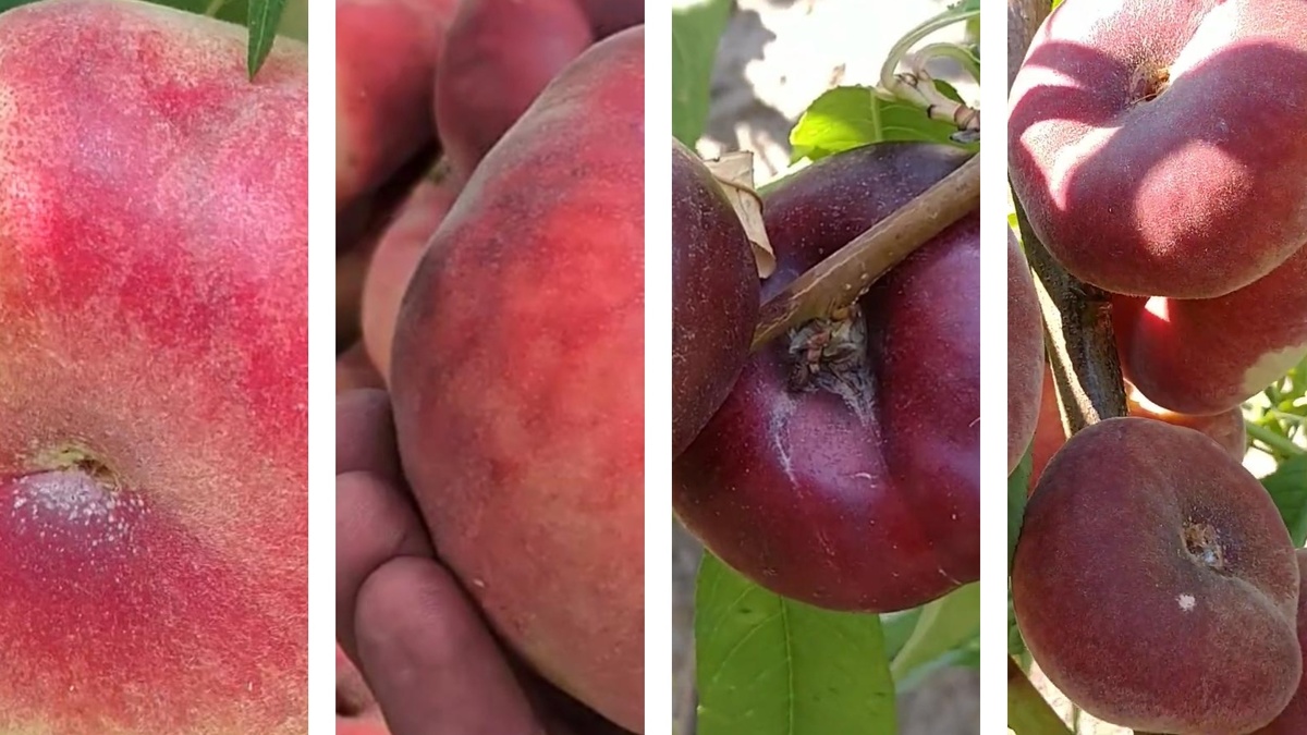 Инжирные персики и нектарин в России. Лучшие технически новые сорта и один старый, но крутой! Small Gardens