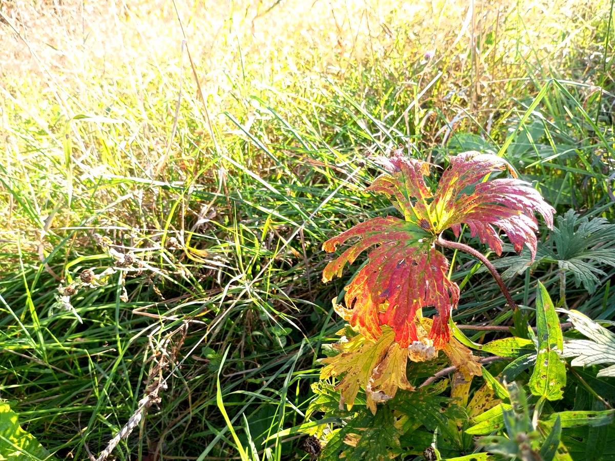 Осенняя трава. Фото автора.