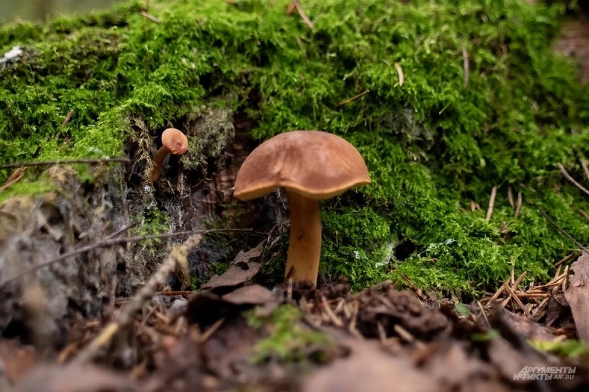    Супергрибной сезон 10-летия: миколог сказал, где искать осенние грибы