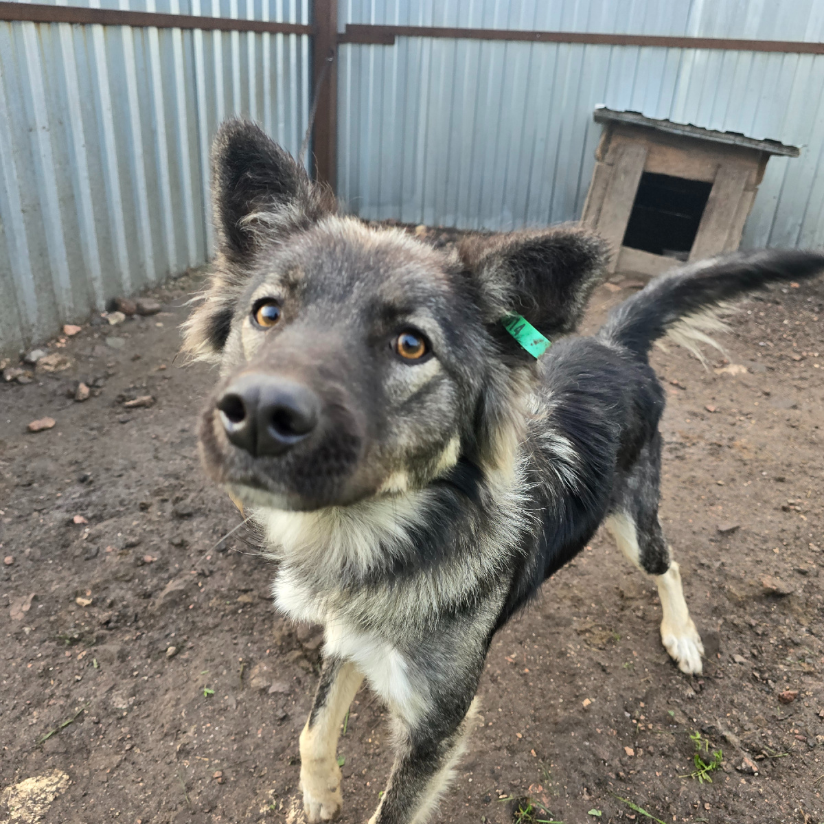 Умоляющий взгляд пронзает душу насквозь