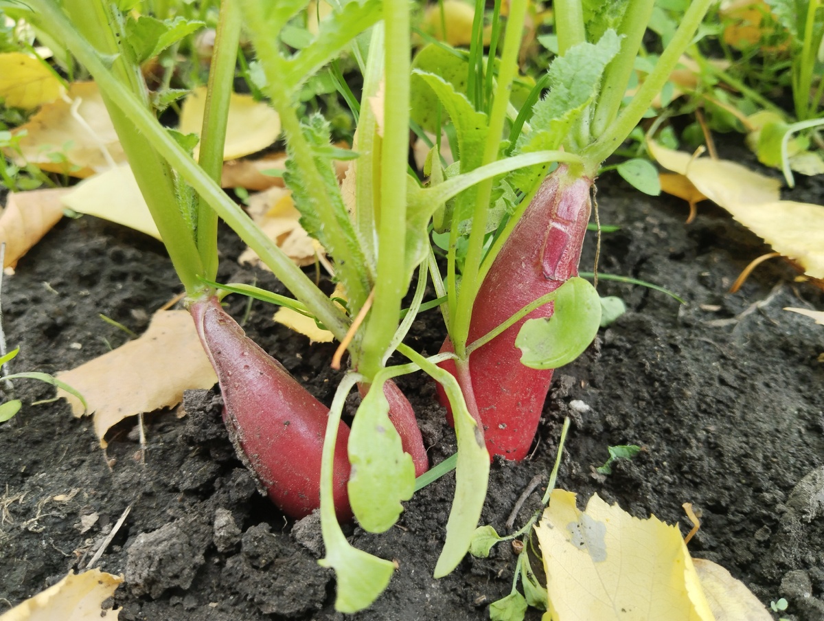 Редис. 13.09.2025