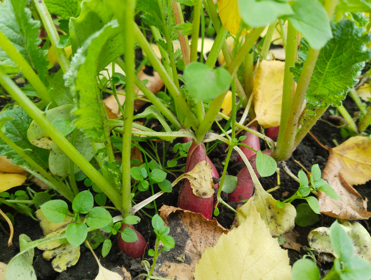 Редис. 13.09.2025