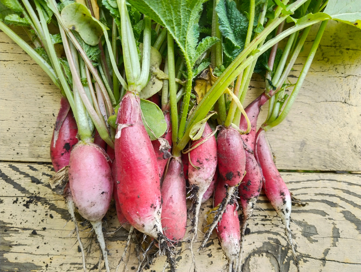 Редис. 13.09.2025