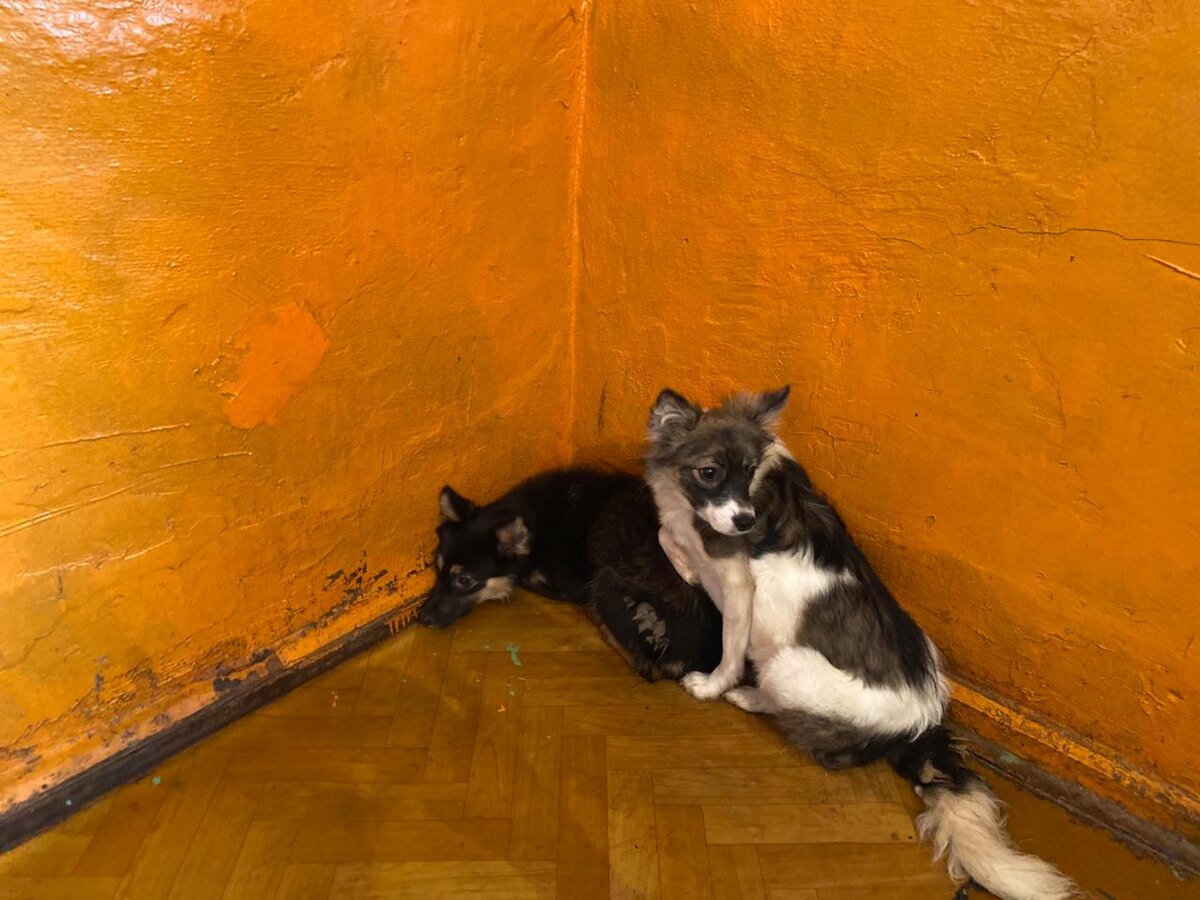 Чача и Чуча