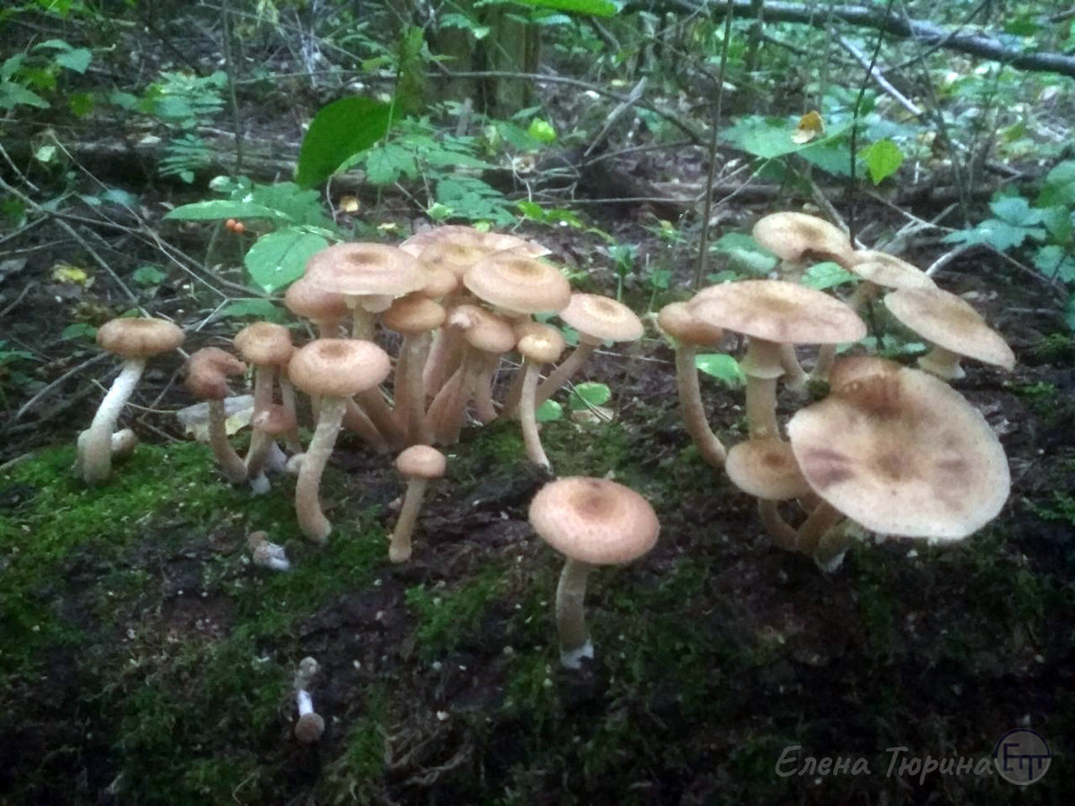 Фото: Елены Тюриной. Опята на валежнике. Сентябрь. 2025 г.