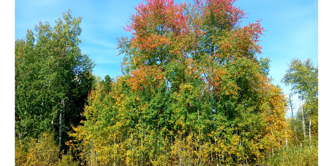Осень - красивая пора, время сбора урожая и заготовок на долгую зиму