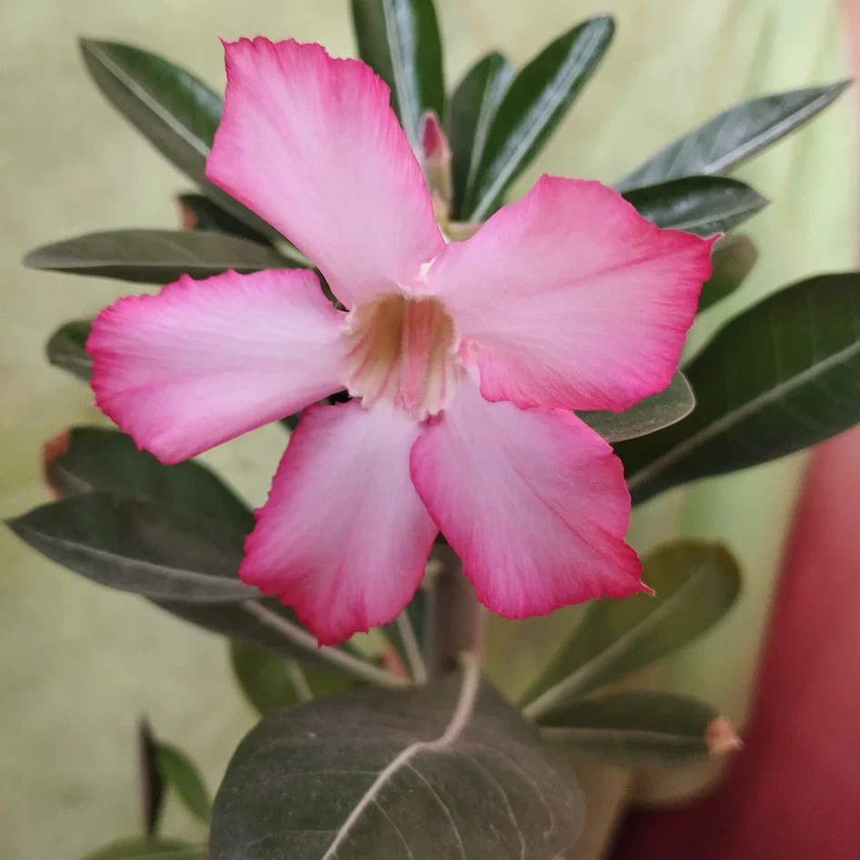 Очарователен в своей простоте,, но у меня ещё два арабикума есть, которые, скорее всего, будут с такими же цветами