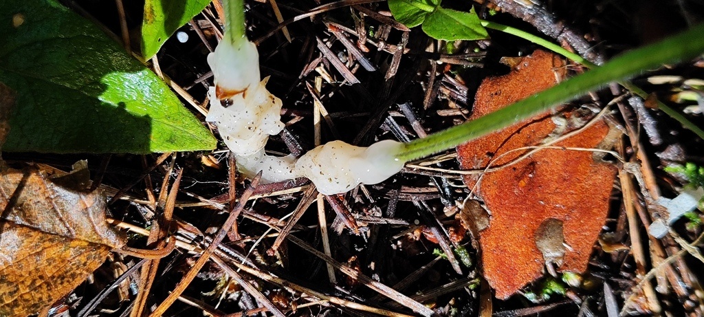 Гельвелласебоцина слипающаяся
Фото А. Барановой