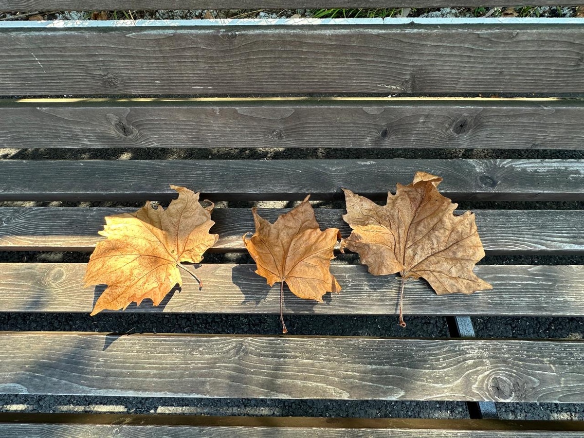 Засентябрило на душе … засентябрило 